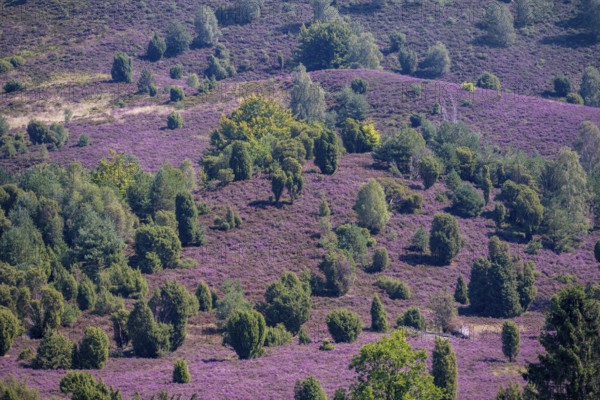 Purple flowering heath, broom heather and juniper bushes, in Totengrund, Wilsede Lüneburg Heath nature reserve, Lower Saxony, Germany