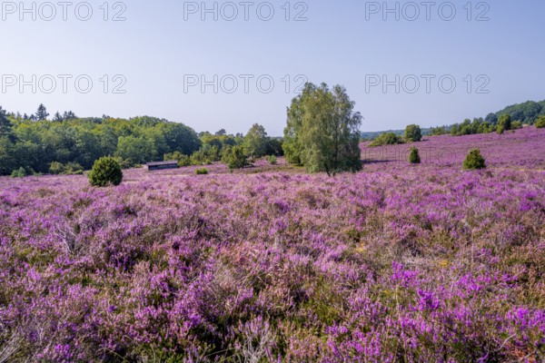 Purple flowering heath, heather and juniper bushes, Lüneburg Heath nature reserve, Lower Saxony, Germany