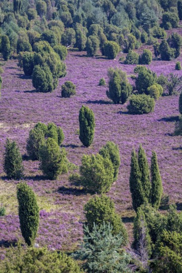 Purple flowering heath, broom heather and juniper bushes, in Totengrund, Wilsede Lüneburg Heath nature reserve, Lower Saxony, Germany