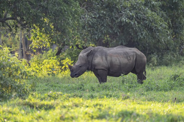 Southern white rhinoceros (Ceratotherium simum simum), Ziwa Rhino Sanctuary, Uganda