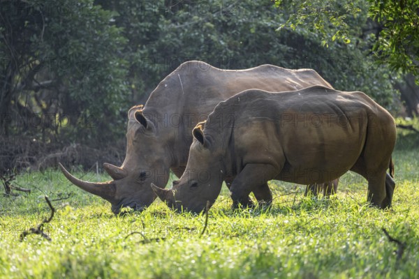 Two animals, Southern white rhinoceros (Ceratotherium simum simum), Ziwa Rhino Sanctuary, Uganda