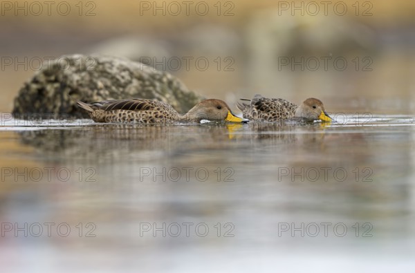 Andean duck (Anas flavirostris), Torres del Paine National Park, Patagonia, Chile, South America