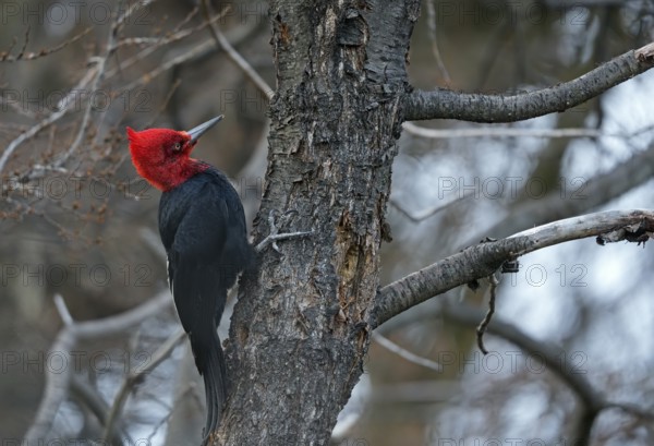 Magellanic Woodpecker (Campephilus magellanicus) male, Patagonia, South America