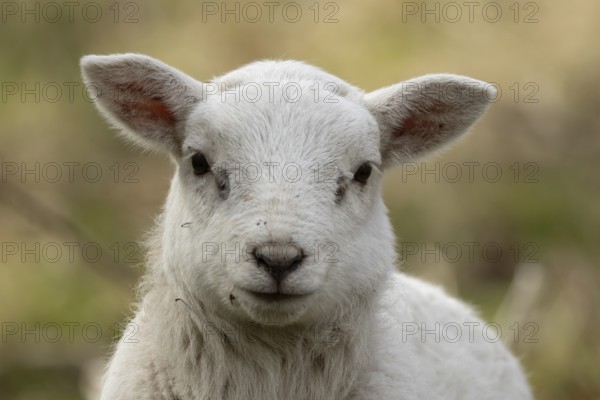 Domestic sheep (Ovis aries) juvenile baby lamb farm animal head portrait in spring, England, United Kingdom