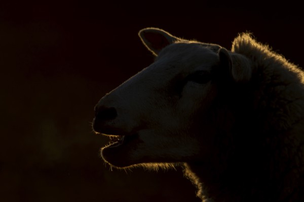 Domestic sheep (Ovis aries) adult farm animal bleeting in winter, England, United Kingdom