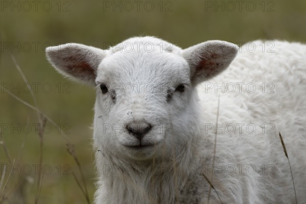 Domestic sheep (Ovis aries) juvenile baby lamb farm animal in grassland in spring, England, United Kingdom