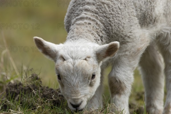 Domestic sheep (Ovis aries) juvenile baby lamb farm animal feeding in grassland in spring, England, United Kingdom