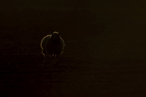 Domestic sheep (Ovis aries) adult farm animal rimlit at sunset, England, United Kingdom