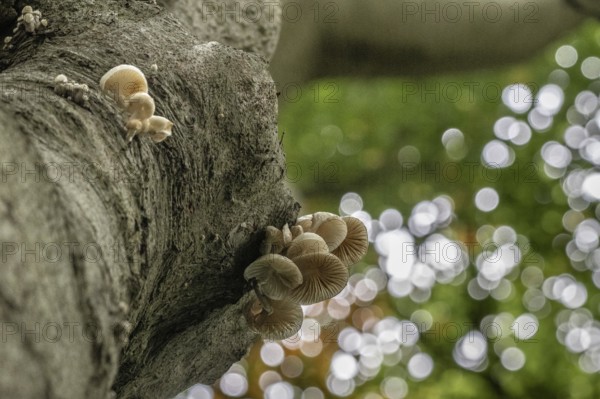 Ringed beech slime moulds (Oudemansiella mucida), Emsland, Lower Saxony, Germany