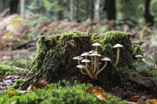 Sulphur tuft (Hypholoma fasciculare) Emsland, Lower Saxony, Germany