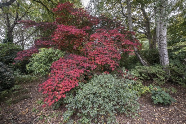 Aconite-leaved maple (Acer japonicum Aconitifolium), Emsland, Lower Saxony, Germany