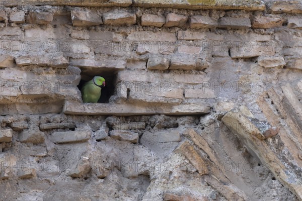 Ring-necked or Rose-ringed parakeet (Psittacula krameri) adult bird looking out of a hole in an ancient city building, Rome, Italy