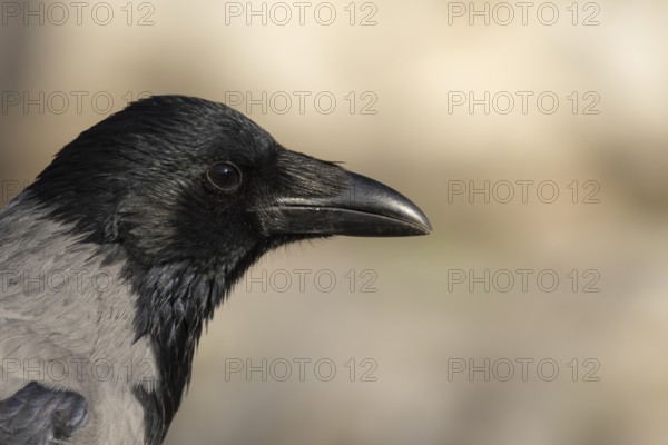 Hooded crow (Corvus cornix) adult bird head portrait, Rome, Italy