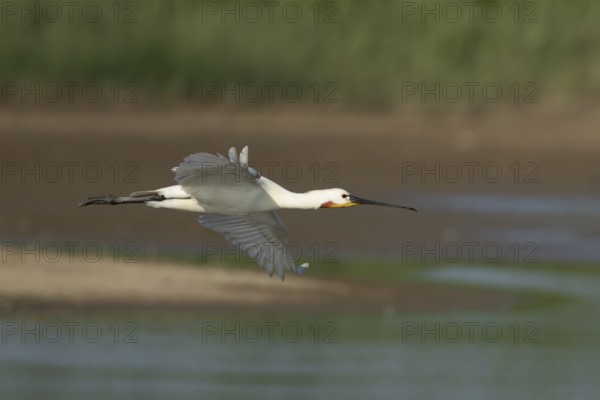 Eurasian spoonbill (Platalea leucorodia) adult bird flying, England, United Kingdom