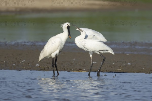Eurasian spoonbill (Platalea leucorodia) adult bird with a juvenile bird begging for food in a shallow lagoon, England, United Kingdom