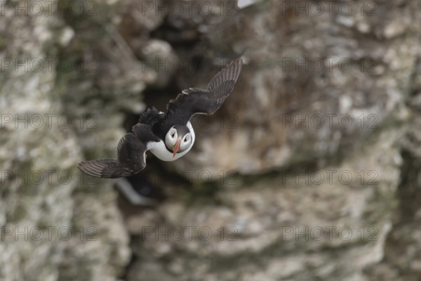 Atlantic puffin (Fratercula arctica) adult sea bird flying, England, United Kingdom