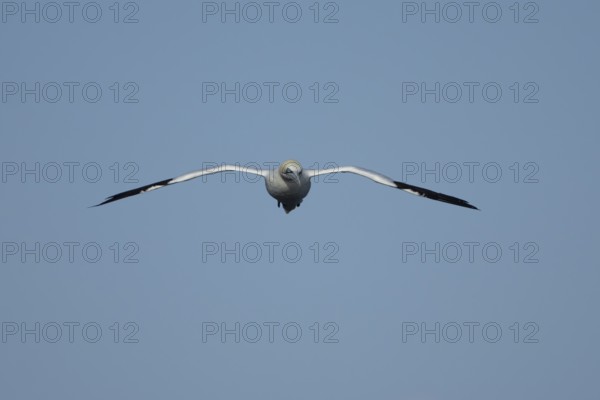 Northern gannet (Morus bassanus) adult sea bird flying, England, United Kingdom