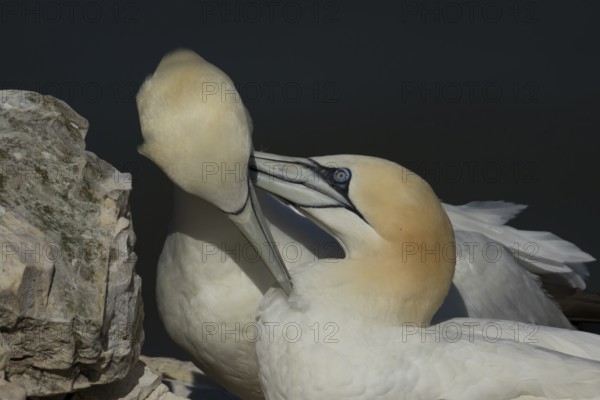Northern gannet (Morus bassanus) two adult sea birds during their courtship love display on a cliff ledge, England, United Kingdom