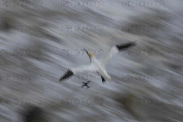Northern gannet (Morus bassanus) adult sea bird flying - slow motion blur image, England, United Kingdom