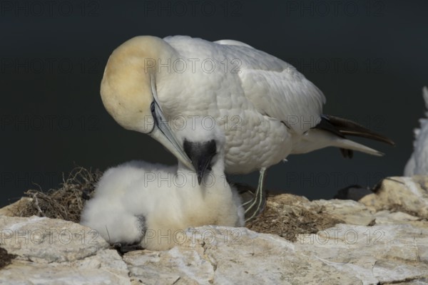Northern gannet (Morus bassanus) adult parent bird and juvenile baby bird on a cliff ledge in summer, England, United Kingdom