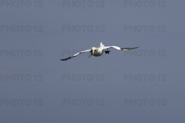 Northern gannet (Morus bassanus) adult sea bird flying with nesting material in its beak, England, United Kingdom
