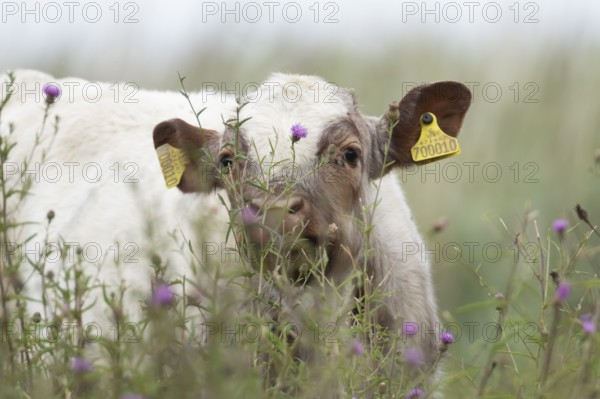 Cattle or Cow (Bos taurus) adult farm animal amongst summer wild flowers in a grass field, England, United Kingdom