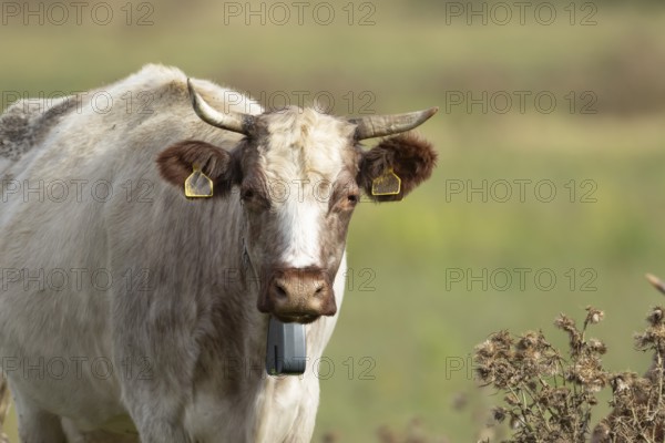 Cattle or Cow (Bos taurus) adult farm animal standing in a grass field, England, United Kingdom
