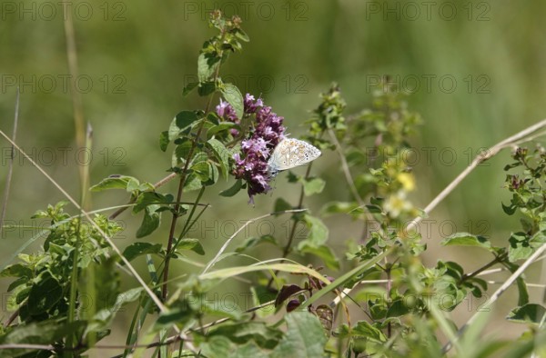 Butterfly blue butterfly, summer, Germany
