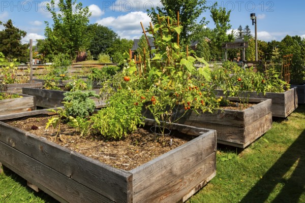 Mixed fruit, herbs and vegetable plants growing in raised wood frame garden beds in community vegetable garden in summer, Quebec, Canada