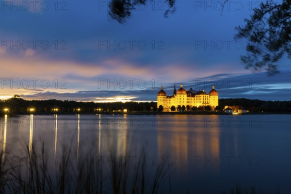 Moritzburg Castle in the blue hour, castle pond, reflection, sunset, common reed (Phragmites australis), Moritzburg, Saxony, Germany
