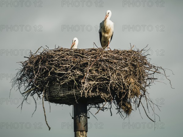 A pair of white storks on their nest, Mecklenburg-Western Pomerania, Germany