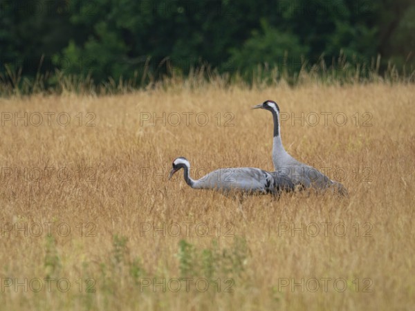 A pair of cranes looking for food, Mecklenburg-Western Pomerania, Germany