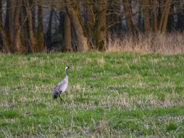 A crane looking for food, Mecklenburg-Western Pomerania, Germany
