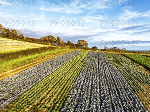 Fields and Farms at evening sun from a drone, Shaldon, Torquay, Devon, England, United Kingdom