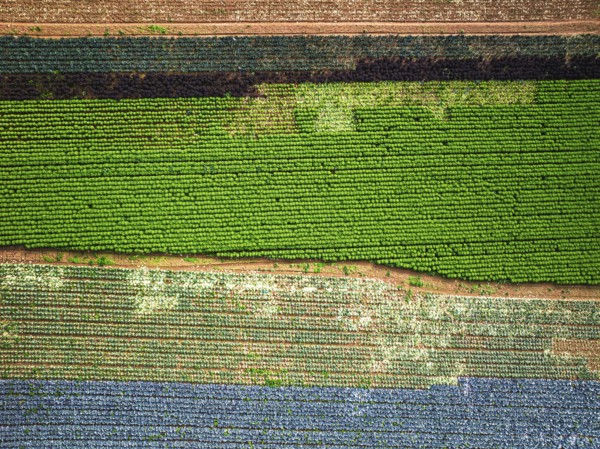 Top down view of red and green cabbage field from a drone, Devon, England, United Kingdom
