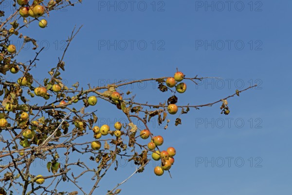 Wild apples (Malus sylvestris) on the Baltic Sea shore, Geltinger Birk nature reserve, Nieby, Schleswig-Holstein, Germany