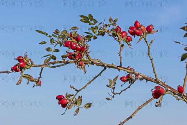 Rosehips on the Baltic Sea shore, Geltinger Birk nature reserve, Nieby, Schleswig-Holstein, Germany