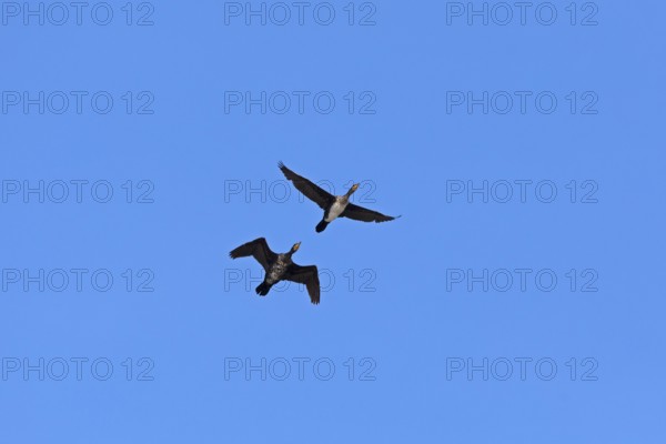 Cormorants (Phalacrocorax carbo) in flight, Geltinger Birk nature reserve, Nieby, Schleswig-Holstein, Germany