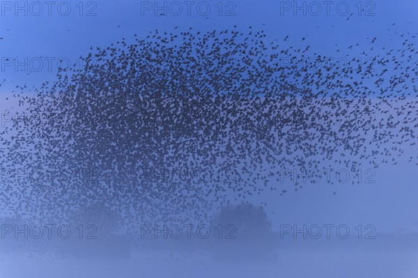 A dense flock of birds passes by in the morning mist, starling (Sturnus vulgaris), flock wildlife, Western Pomerania Lagoon National Park, Zingst, Mecklenburg-Western Pomerania, Germany