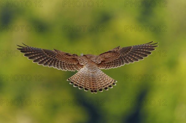 A bird in flight with outstretched wings, green blur in the background, Common Kestrel (Falco tinnunculus), wildlife, Vosges, France