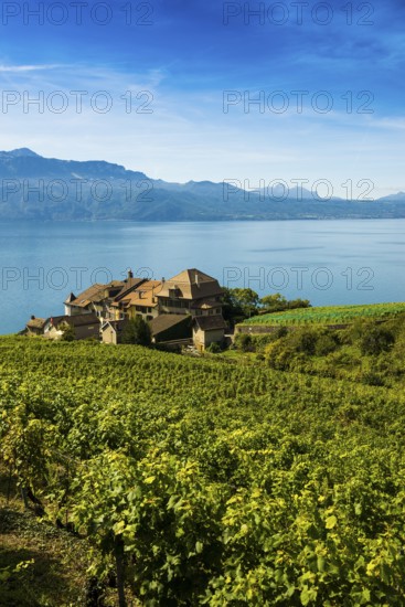 Picturesque village in the vineyards by the lake, Epesses, Lavaux, UNESCO World Heritage Site, Lake Geneva, Lac Léman, Canton of Vaud, Switzerland