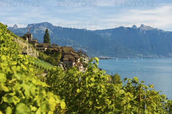 Picturesque village in the vineyards by the lake, Saint-Saphorin, Lavaux, UNESCO World Heritage Site, Lake Geneva, Lac Léman, Canton of Vaud, Switzerland