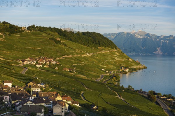 Picturesque village in the vineyards by the lake, Epesses, sunset, Lavaux, UNESCO World Heritage Site, Lake Geneva, Lac Léman, Canton of Vaud, Switzerland