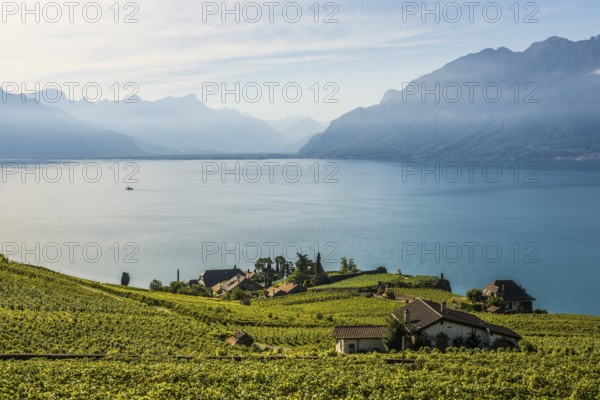 Picturesque village in the vineyards by the lake, Rivaz, Lavaux, UNESCO World Heritage Site, Lake Geneva, Lac Léman, Canton of Vaud, Switzerland