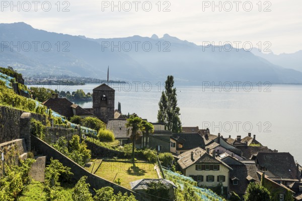 Picturesque village in the vineyards by the lake, Saint-Saphorin, Lavaux, UNESCO World Heritage Site, Lake Geneva, Lac Léman, Canton of Vaud, Switzerland