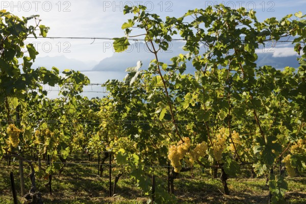Grand Cru grapes, Rivaz, Lavaux, UNESCO World Heritage Site, Lake Geneva, Lac Léman, Canton of Vaud, Switzerland
