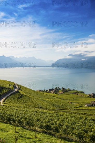 Picturesque village in the vineyards by the lake, Rivaz, Lavaux, UNESCO World Heritage Site, Lake Geneva, Lac Léman, Canton of Vaud, Switzerland