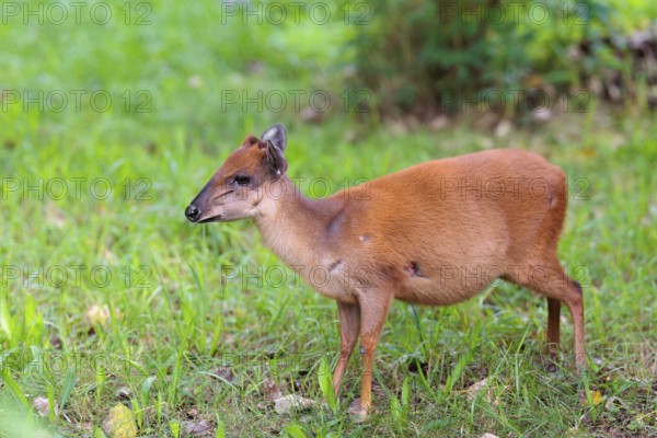 A female Red Forest Duiker (Cephalophus natalensis) stands in a green meadow, eating grass and herbs. Southeastern Africa