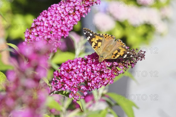 Thistle butterfly (Vanessa cardui) on a Buddleja davidii flower, Wilnsdorf, North Rhine-Westphalia, Germany