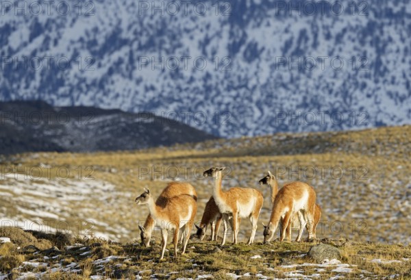 Guanacos (Llama guanicoe), Torres del Paine National Park, Patagonia, Chile, South America